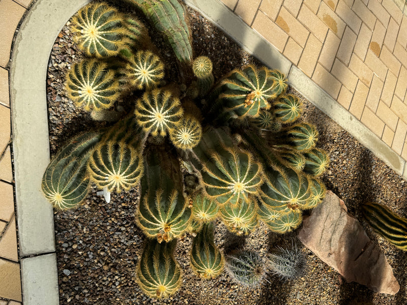 Een groep cactussen (Parodia magnifica) groeit in een grindbed naast een verhard pad, van bovenaf gezien.