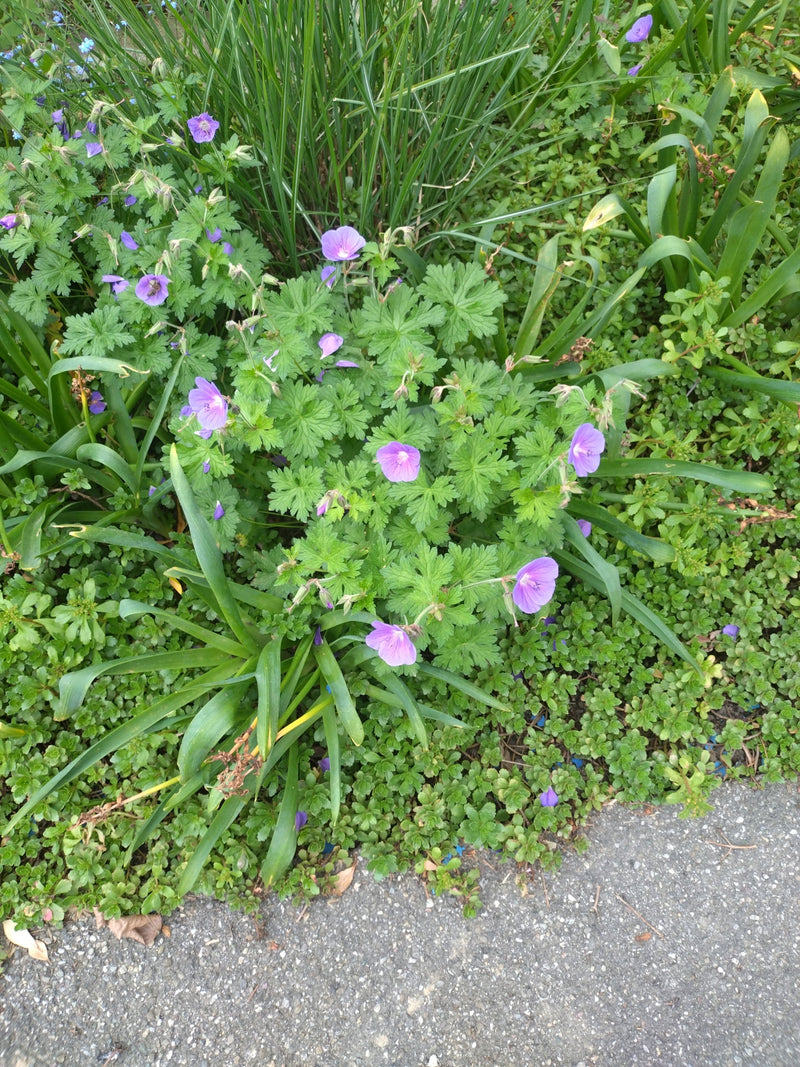 Prachtige ooievaarsbek — Bild 1