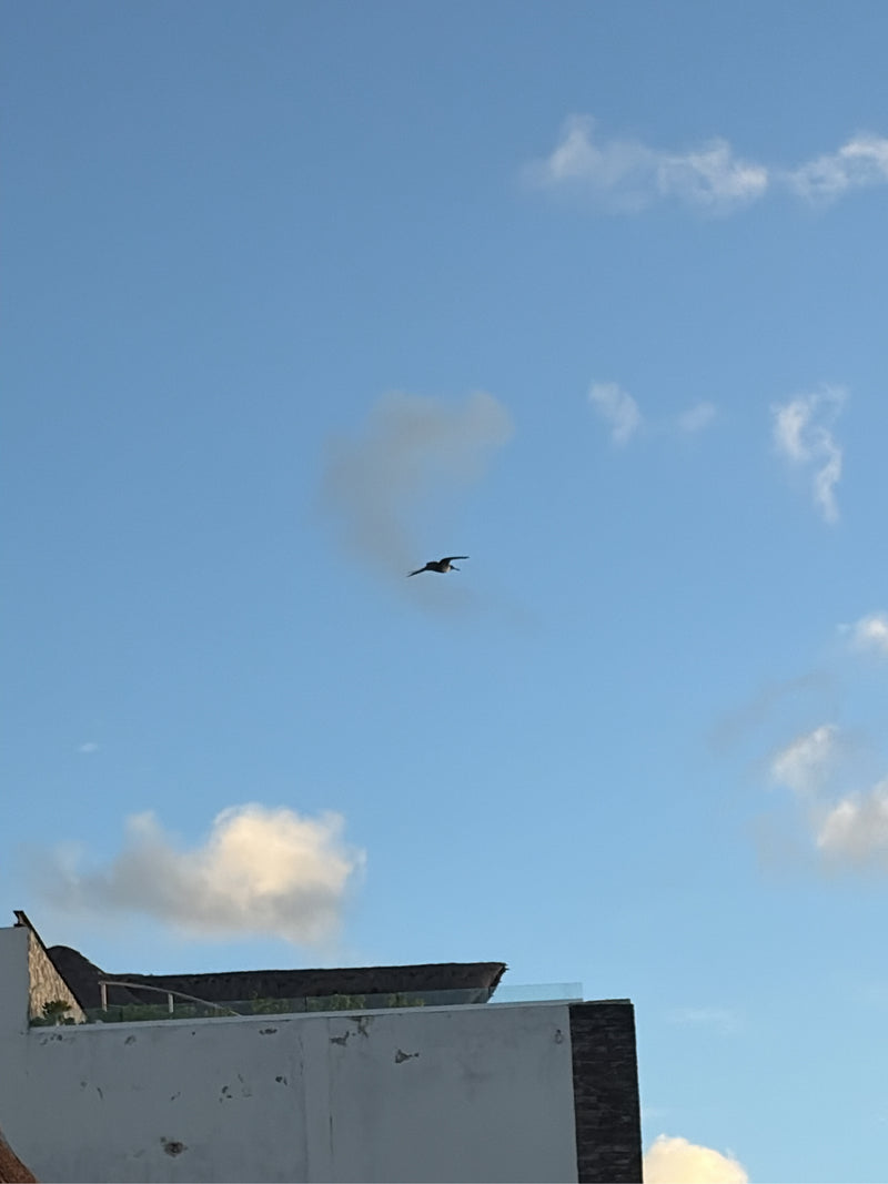 Prachtfregattvogel — foto 1 van 1