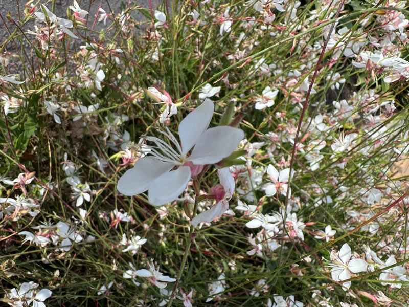 Een open, witte bloem van de prachtkaars staat op de voorgrond, met op de achtergrond een dicht veld van andere bloemen.