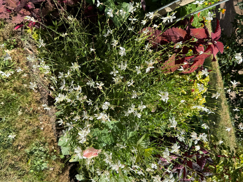 Een bloeiende prachtkaars met talrijke tere witte bloemen groeit in een tuinperk naast siernetels.