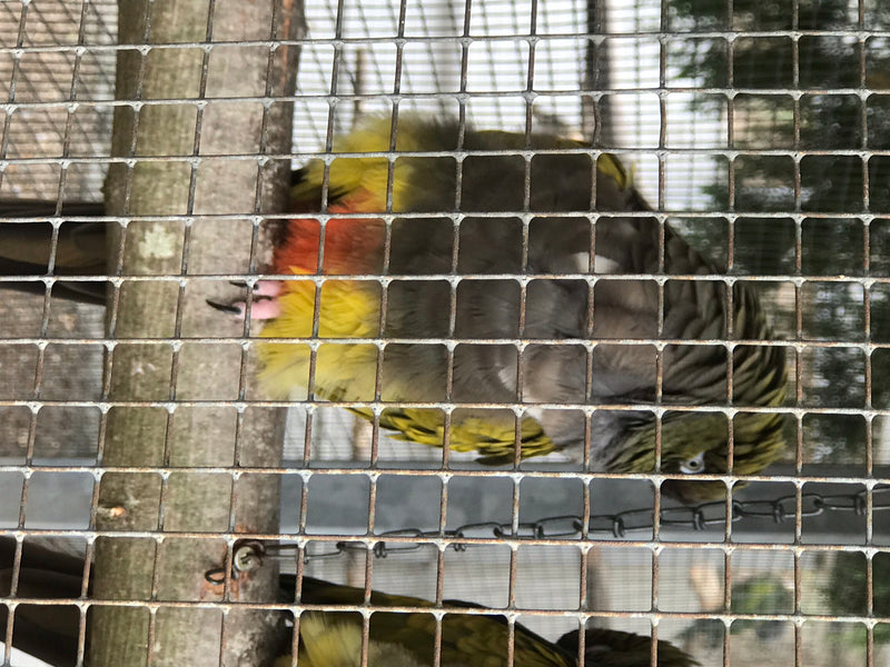 Prachtige rosella — foto 1 van 1