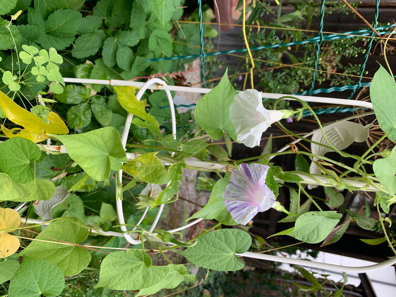 Prunkwinde — Bild 1