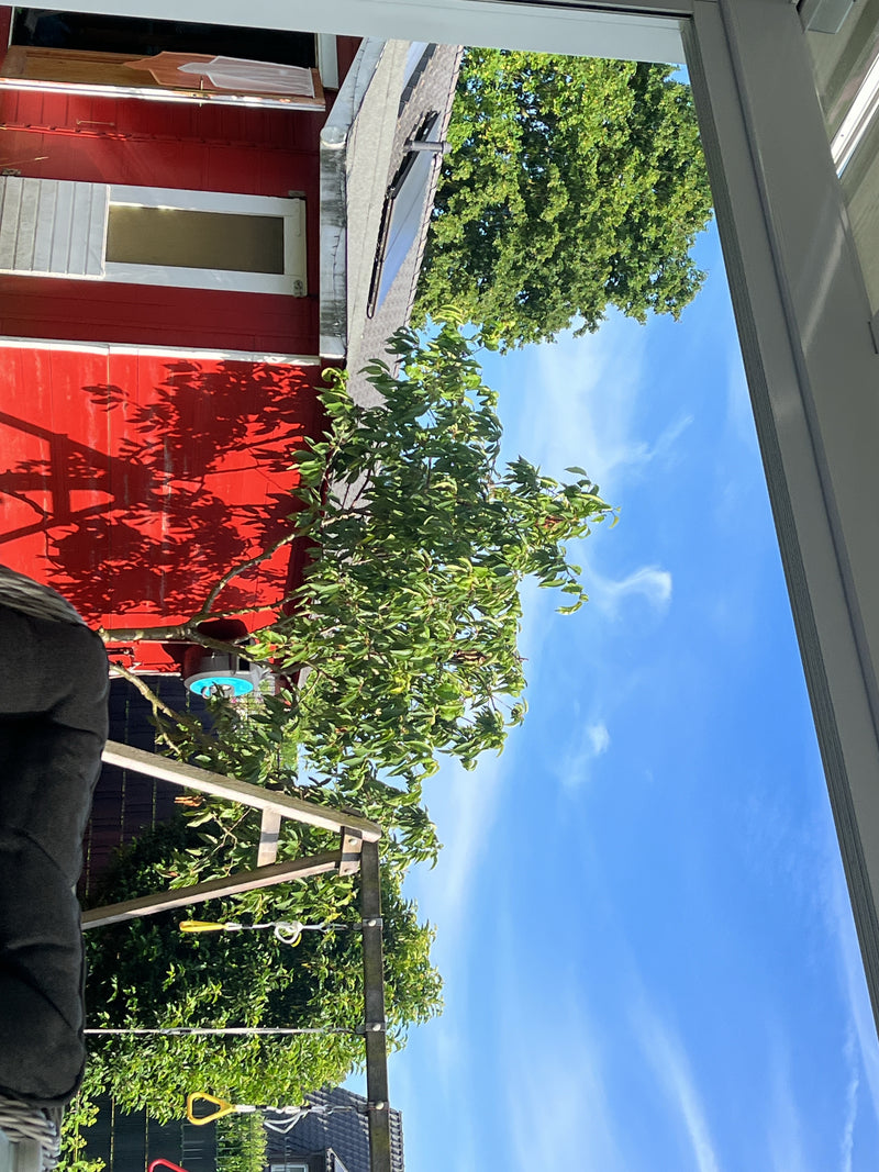 Steenfruitboom (geslacht) — Bild 1