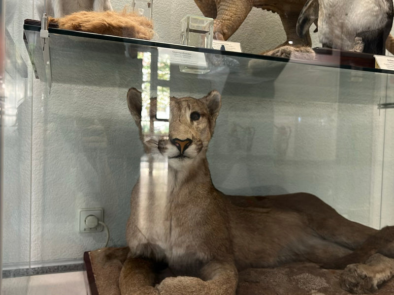 Puma — Bild 1