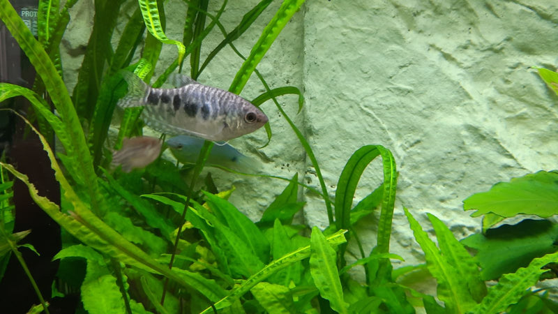Gevlekte Gourami (marmeren variant) — Bild 1