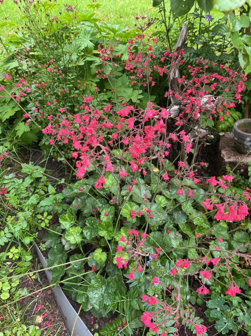 Paarse Heuchera — foto 1 van 2