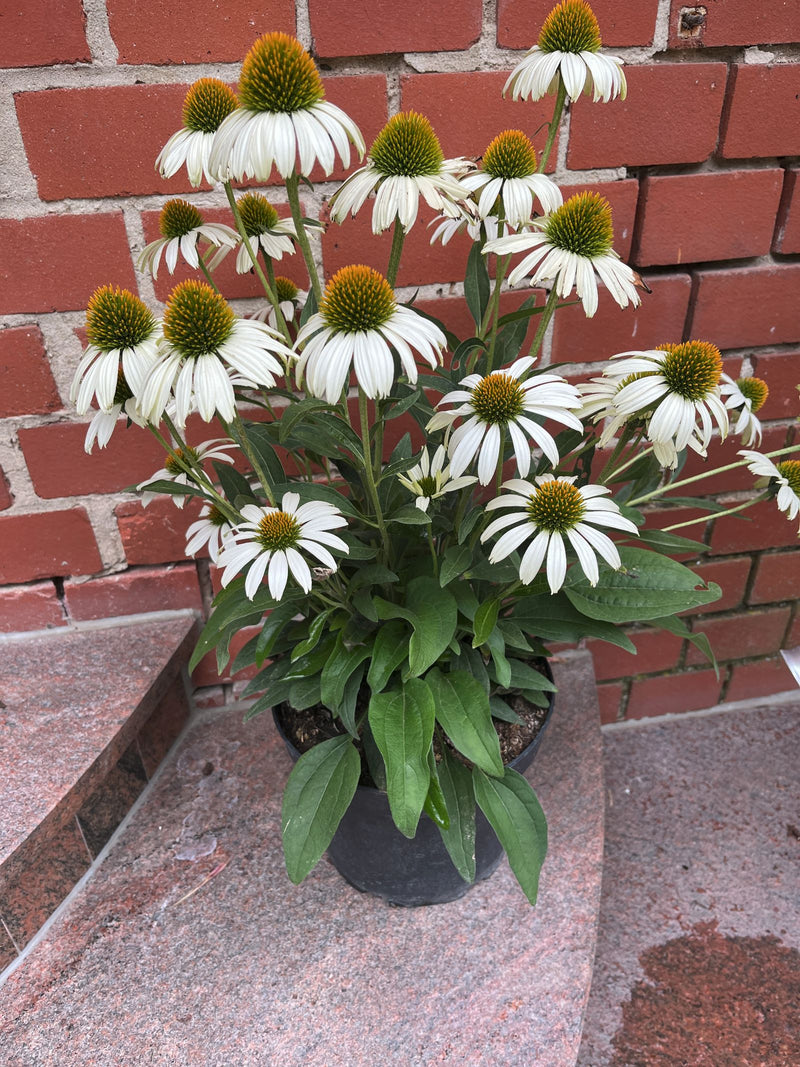 Te zien is een potplant van de rode zonnehoed met talrijke witte bloemen en groene bladeren. De plant staat op een stenen trap voor een rode bakstenen muur.