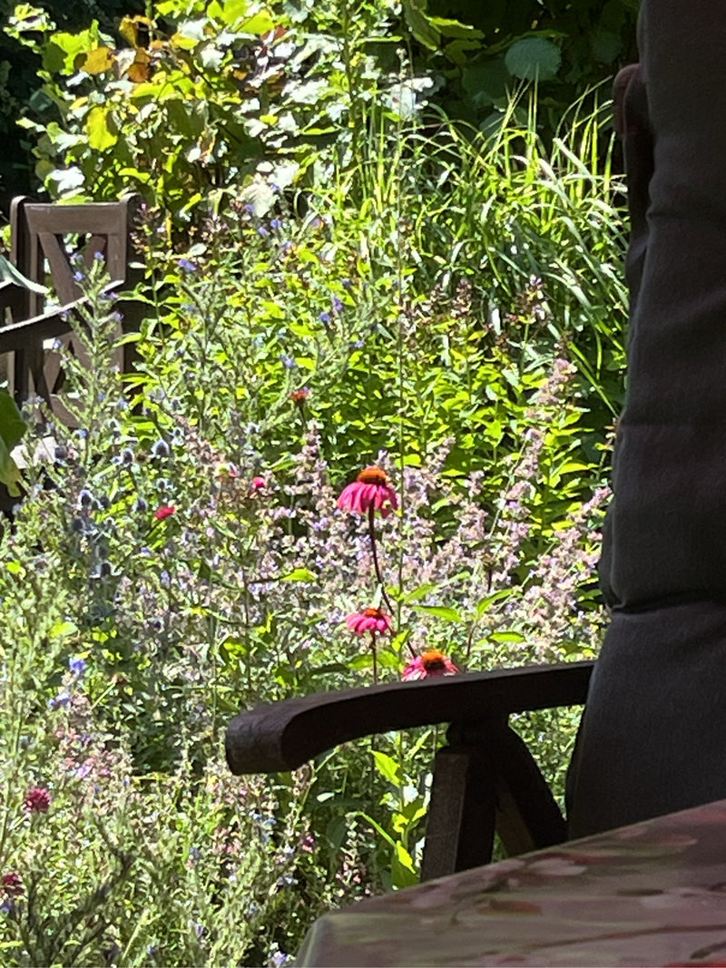 De rode zonnehoed bloeit met kenmerkende roze bloemblaadjes en een donker hart in een weelderige tuinenborder. Op de achtergrond zijn andere groene planten e...