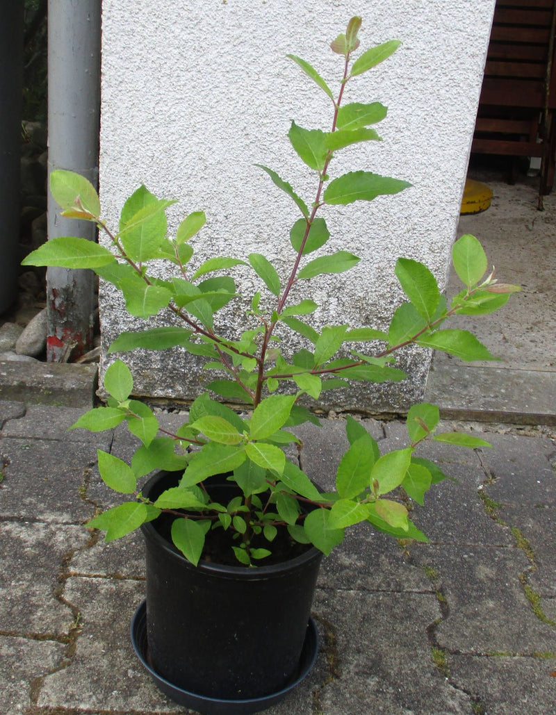 Een jonge purperwilg groeit in een zwarte plantenbak. Op de achtergrond is een lichte gepleisterde muur te zien.