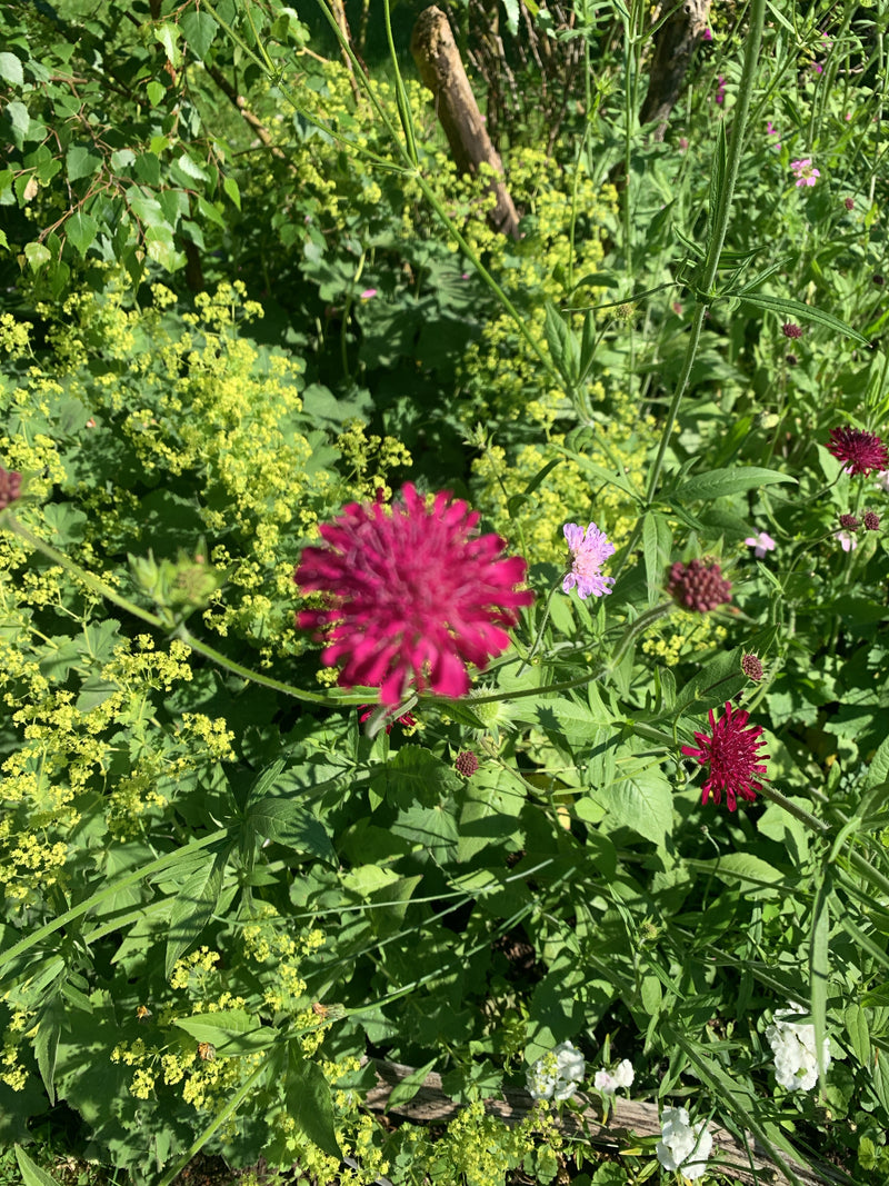 Op de voorgrond is een zwaar onscherpe Macedonische beemdkroon te zien, omringd door groen loof en andere bloemen in een tuin.