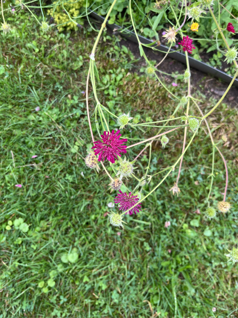 Te zien zijn de kenmerkende, donkerpurperen bloemhoofdjes van de Macedonische beemdkroon op slanke stengels. De opname toont de plant van boven tegen een ach...