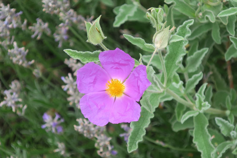 Paarse cistus — Bild 1