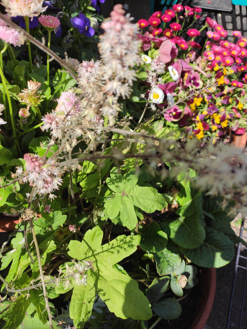 Te zien is een purperklokje met opvallende groengele bladeren en delicate bloeiwijzen in een bloempot. Op de achtergrond zijn andere kleurrijke bloemen te zien.