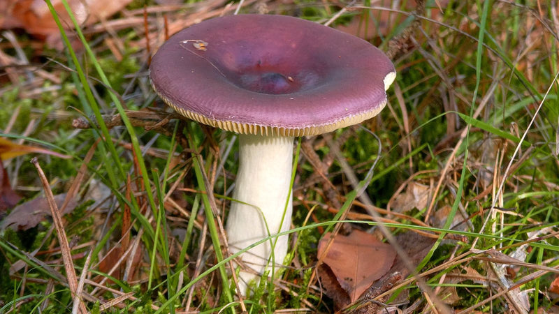 Purpurschwarzer Täubling — foto 3 van 3