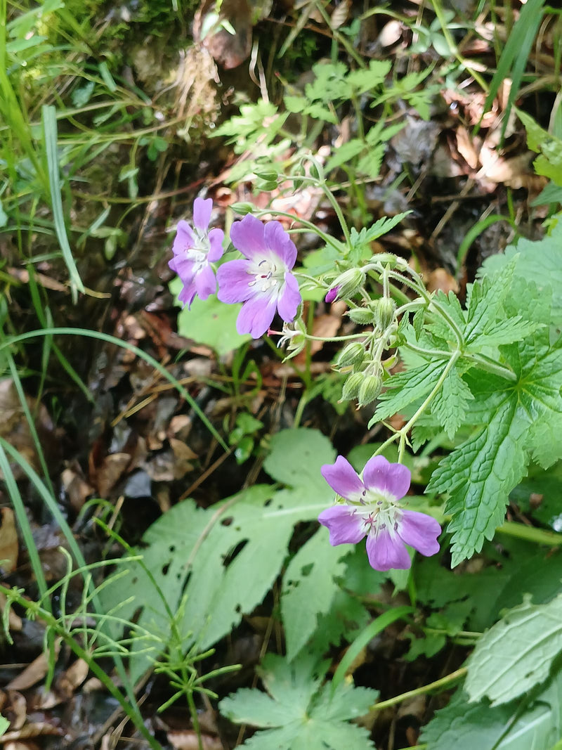 Pyrenäen-Storchschnabel — Bild 4
