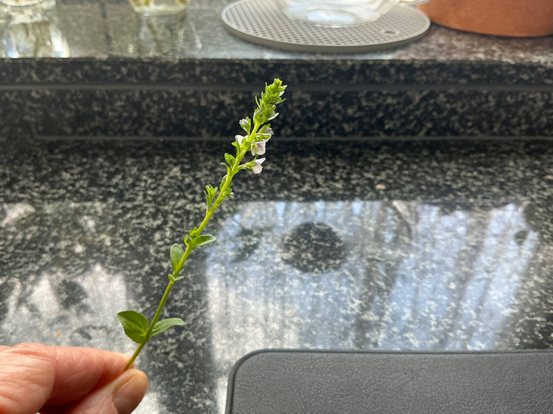 Quendel ereprijs — Bild 1
