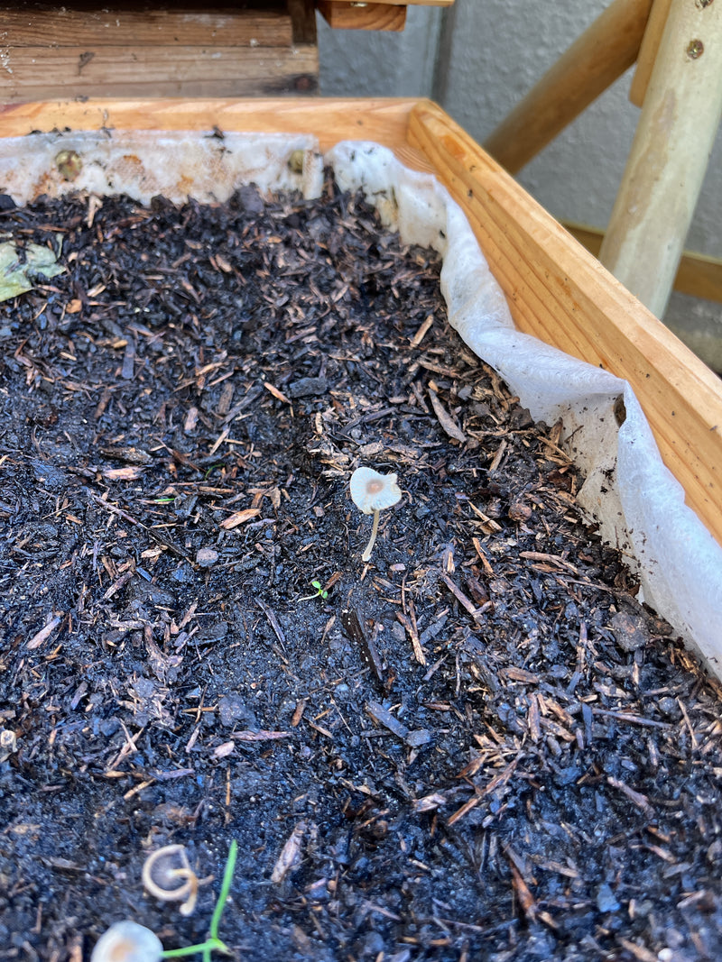 Op donkere, vochtige potgrond in een bloembak staat een enkel klein plooipotje met een dun stEeltje en een parapluvormig gevouwen hoed. Een andere paddenstoe...
