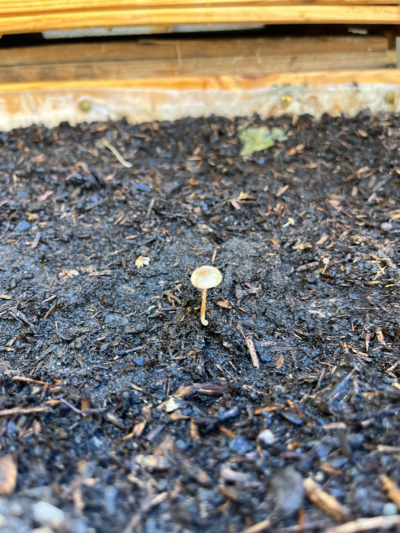 Een enkel plooieninktzwammetje staat op vochtige tuingrond met een delicate, gegroEFDe hoed. De kleine paddenstoel is duidelijk herkenbaar.