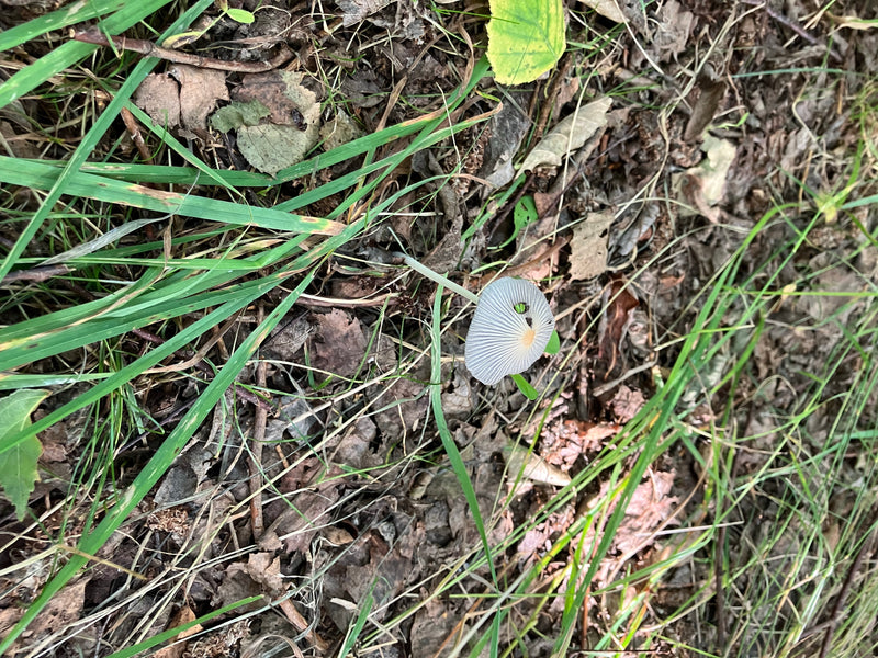 Een enkele plooiroetmijt staat op de bosgrond tussen bladeren en gras. De delicate, grijze hoed vertoont karakteristieke groeven.