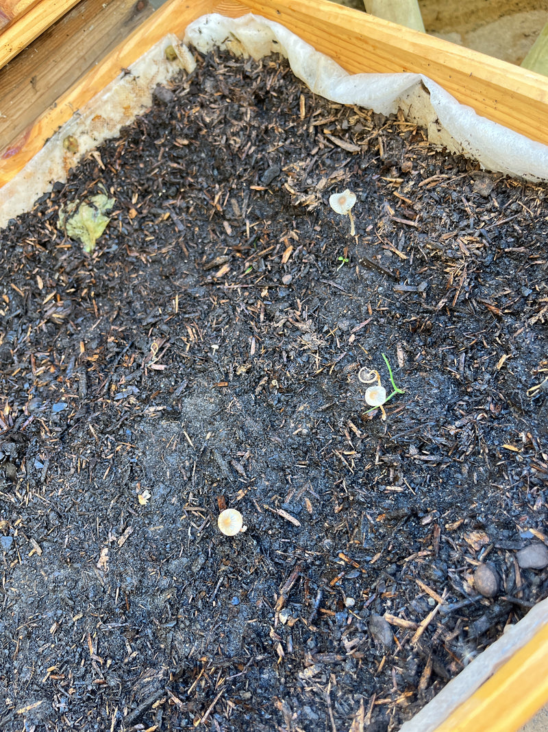 Verschillende kleine plooipatijntjes staan op vochtige houtmulch in een houten bloembak. De delicate vruchtlichamen zijn duidelijk van bovenaf te zien.