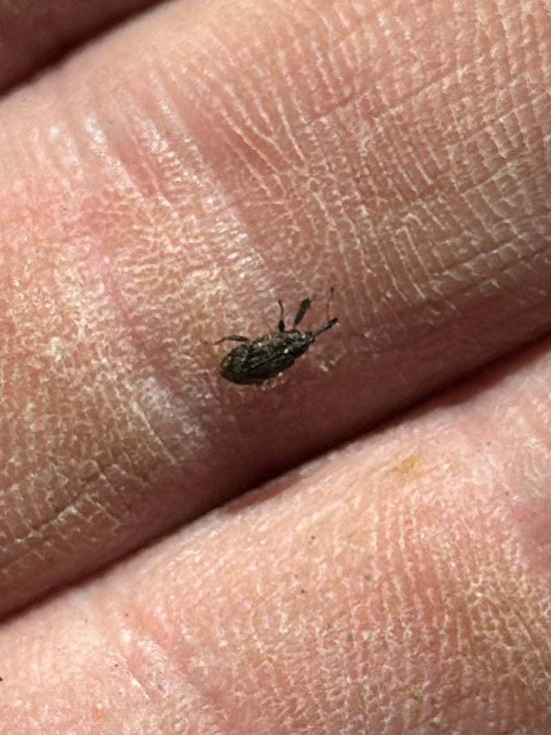 Weevil — Bild 3