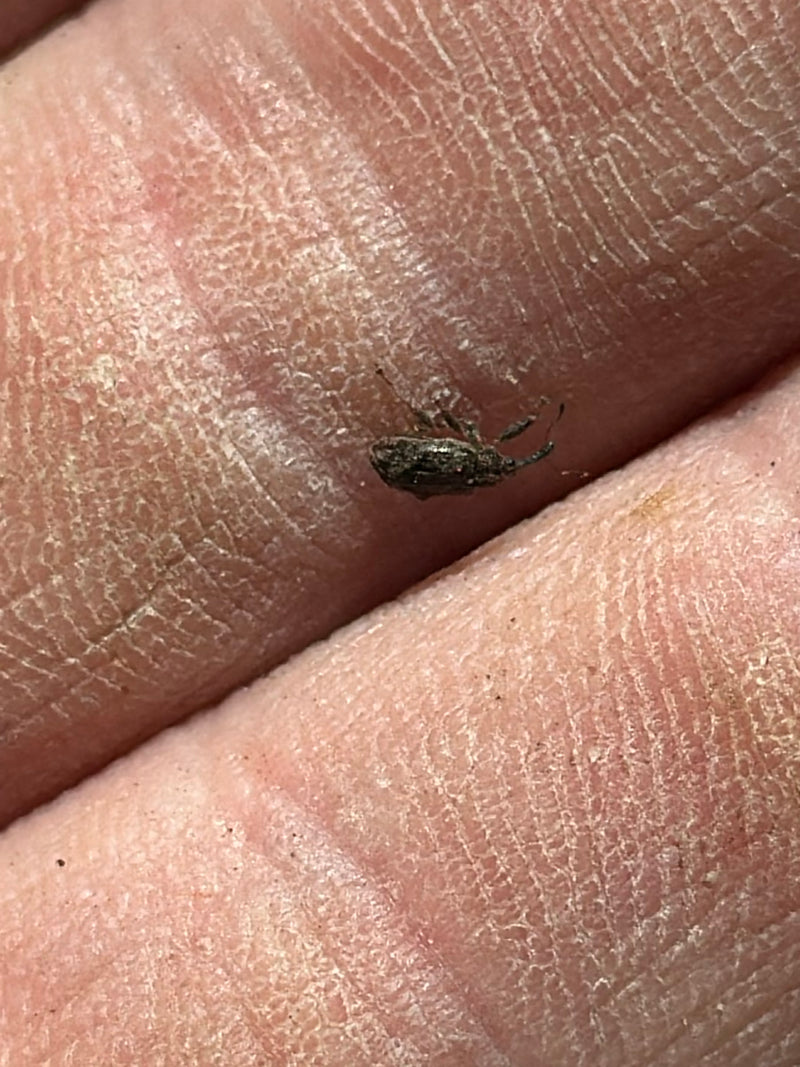 Weevil — Bild 2