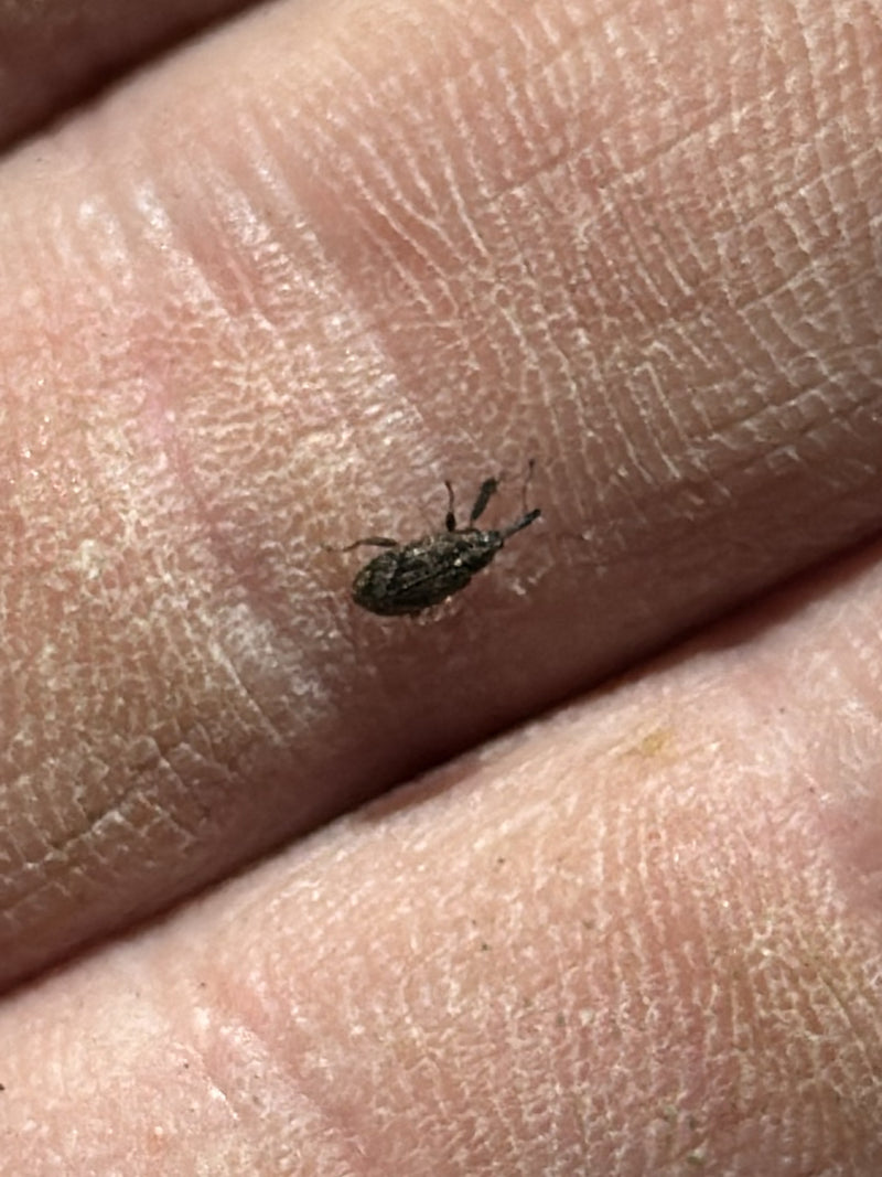 Weevil — Bild 1
