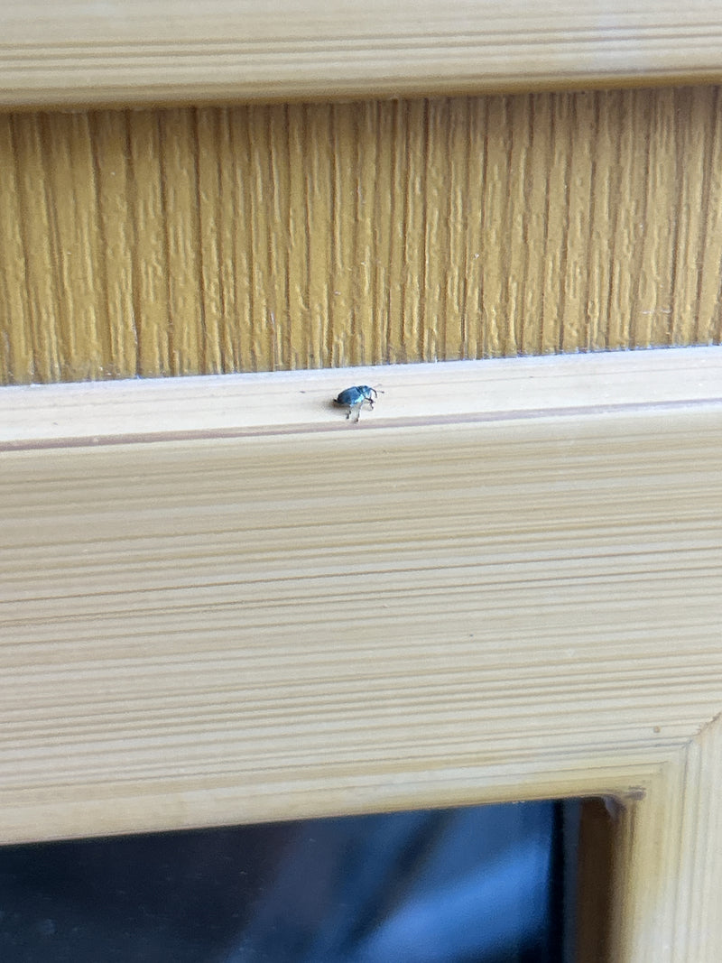 Een kleine snuitkever zit op een licht houten oppervlak. Het insect is duidelijk zichtbaar op de foto, zij het vrij klein.
