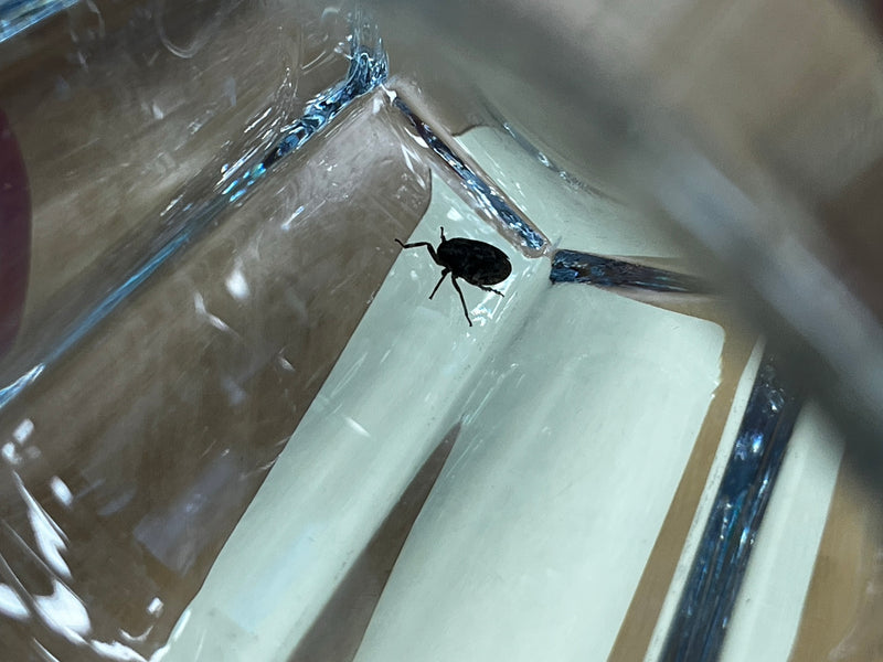 Een kleine snuitkever zit op het gladde binnenoppervlak van een glazen container. Het insect is duidelijk zichtbaar.