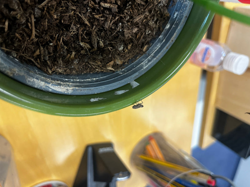 De afbeelding toont een snuitkever zittend op de rand van een groene plantenpot. Het onderwerp is relatief klein.