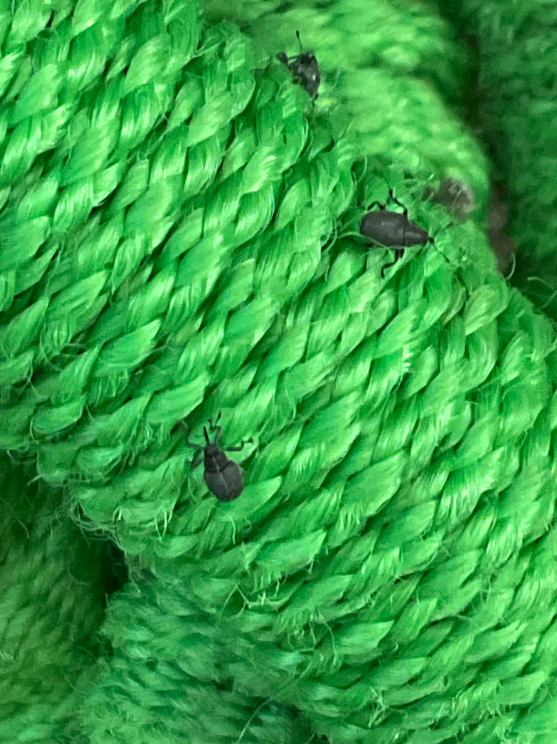 Weevil (geslacht Anthonomus) — Bild 1