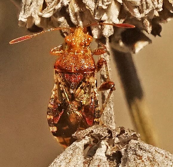 Roodachtige glasvleugelwants — foto 1 van 2