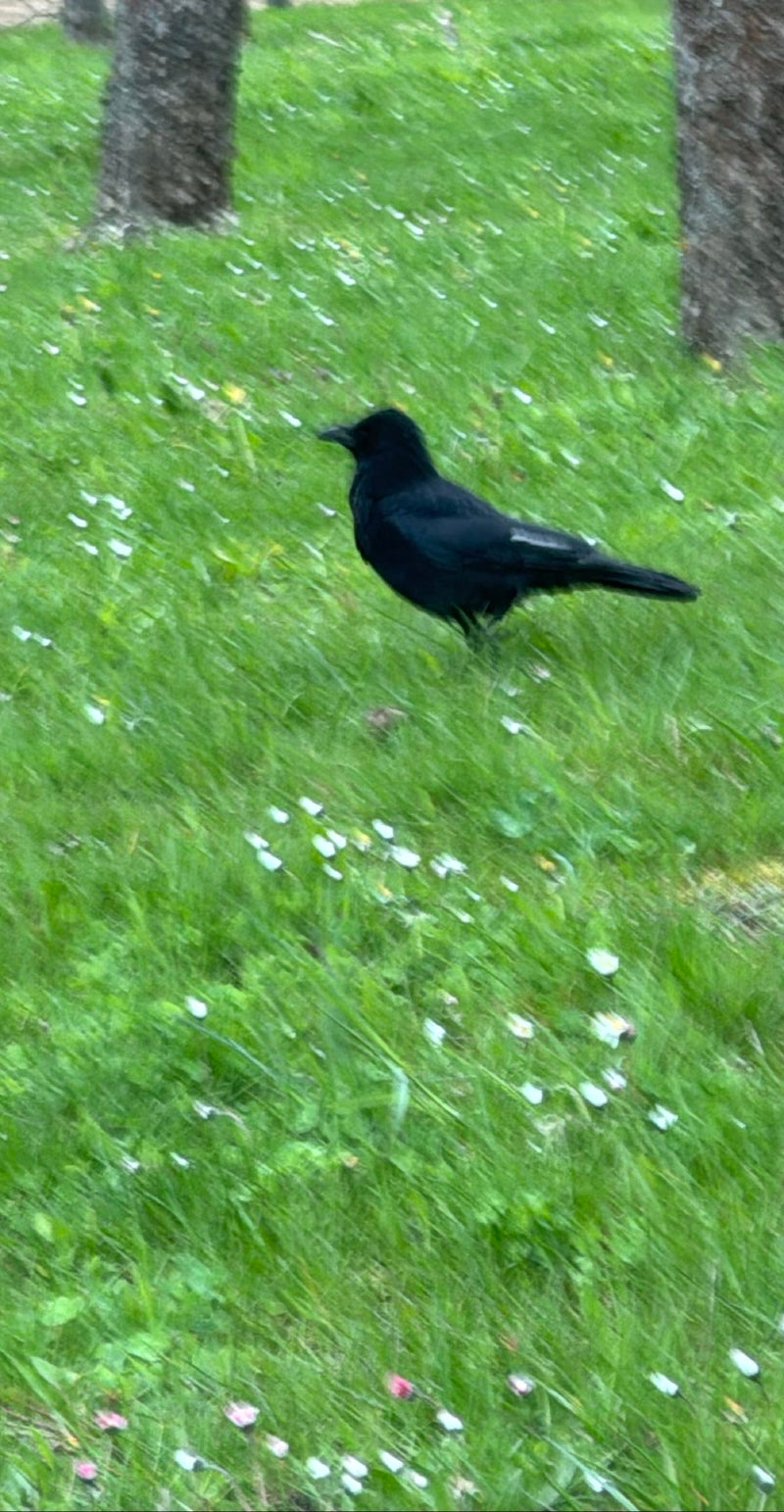 Zwarte kraai — Bild 3