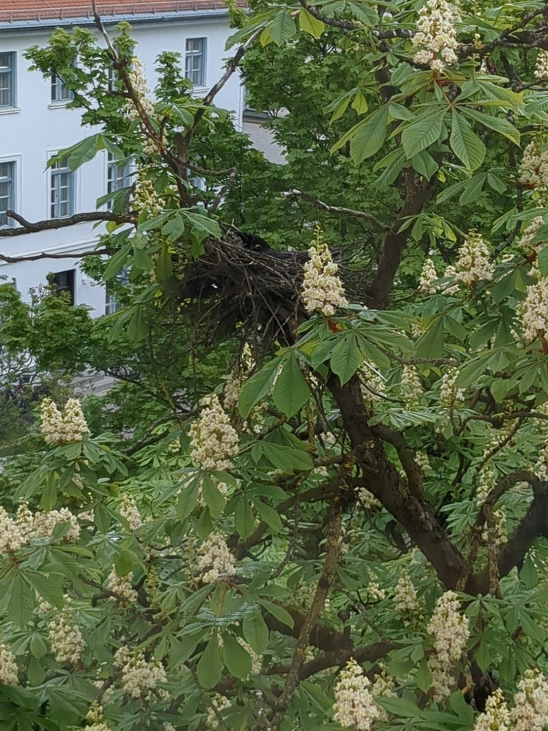 Een zwarte kraai zit in haar grote nest in de takken van een bloeiende boom. Op de achtergrond is een gebouw te zien.