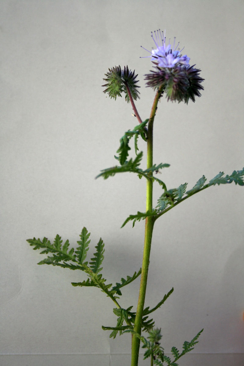 Phacelia — Bild 1
