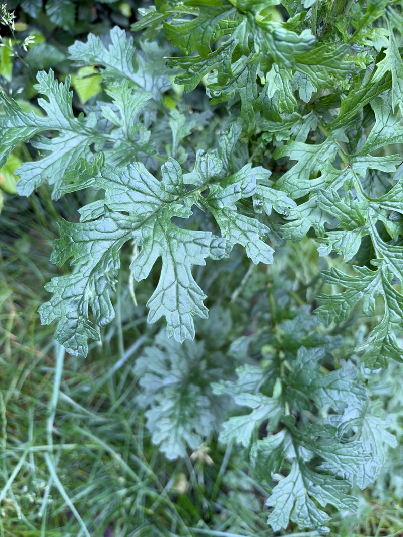 De diep gelobde, donkergroene bladeren van boerenwormkruid zijn van dichtbij te zien. Ze groeien dicht in een natuurlijke omgeving.