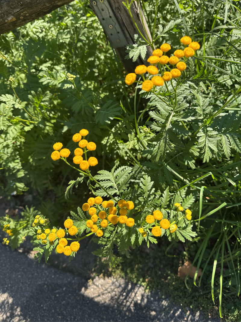Een bloeiend boerenwormkruid met felgele, knopvormige bloemhoofdjes en geveerde bladeren langs een pad naast een houten hek.