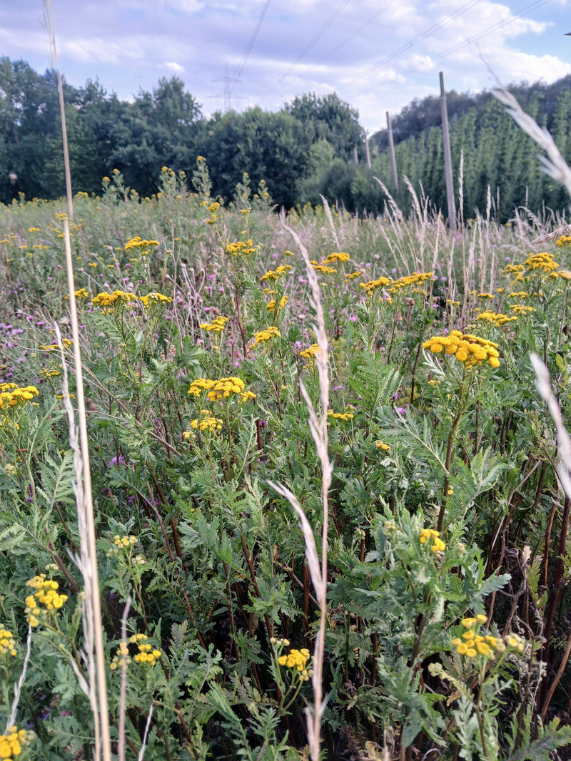 Talrijke boerenwormkruidplanten met typische gele, knopvormige bloeiwijzen bloeien in een weide. Ze staan dicht bij elkaar voor een bosrand onder een bewolkt...