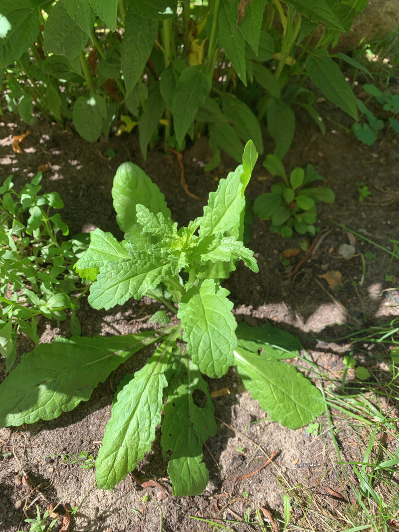 Glandulaire gewone regenkool — Bild 1