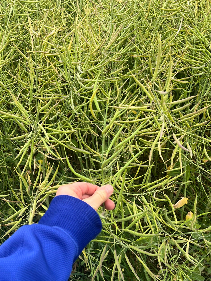 De afbeelding toont een koolzaadplant met vele groene peulen in een dicht veld. Een hand in een blauwe trui houdt een stengel vast.