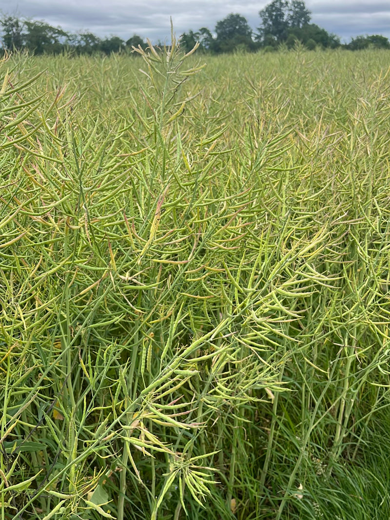 De afbeelding toont een dicht stand van koolzaad in een veld in volwassen toestand met veel peulen. De planten staan onder een bewolkte hemel.