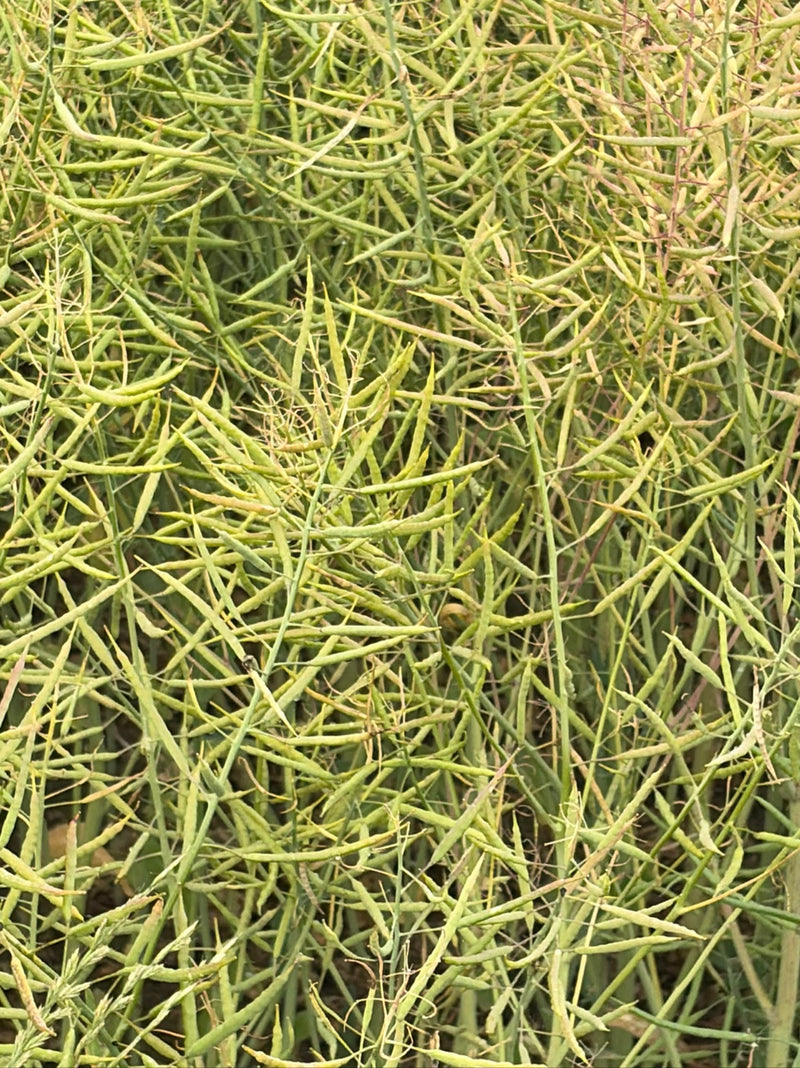 Op de afbeelding is een dicht stand van rijpe koolzaadpeulen te zien. De vele groene en licht bruinachtige peulen hangen dicht op de planten.