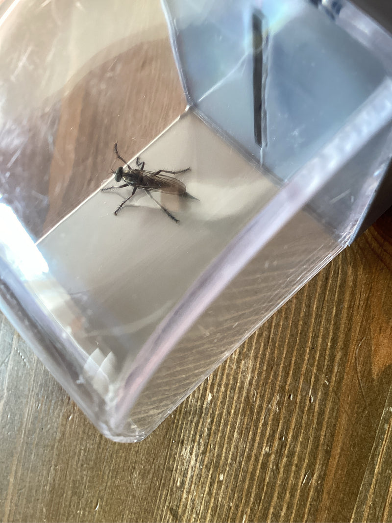 Raubfliege (Gattung Dioctria) — foto 1 van 1