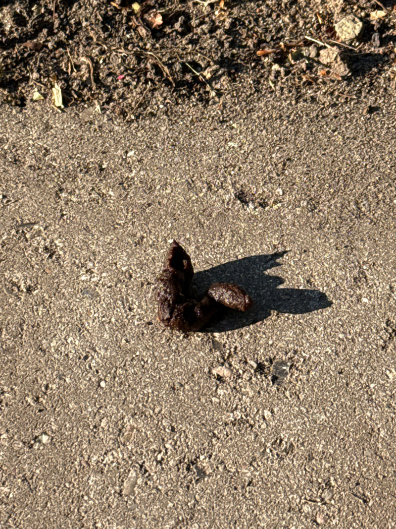 Roofdieren — Bild 1