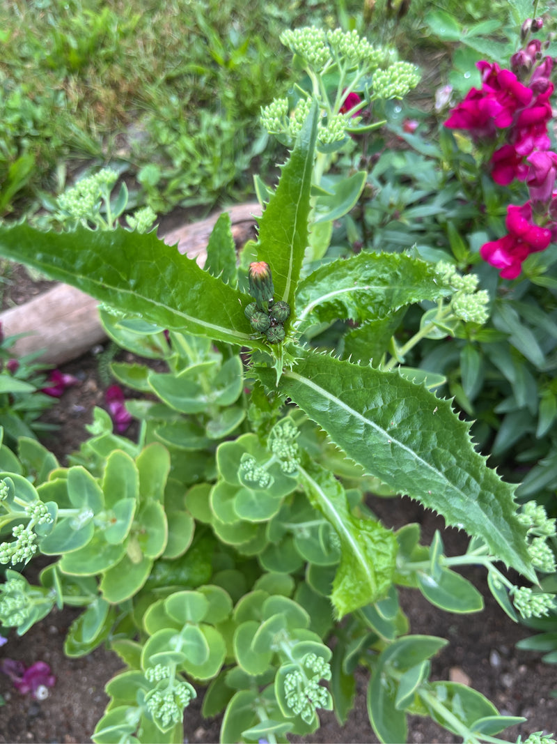 Ruwe ganzendistel — Bild 1