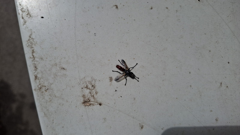Raupenfliege (Gattung Cylindromyia) — Bild 1