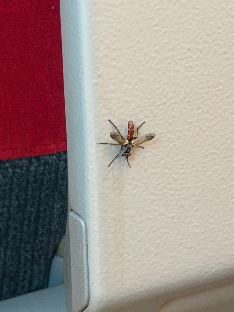 Rupsvlieg (geslacht Cylindromyia) — Bild 1