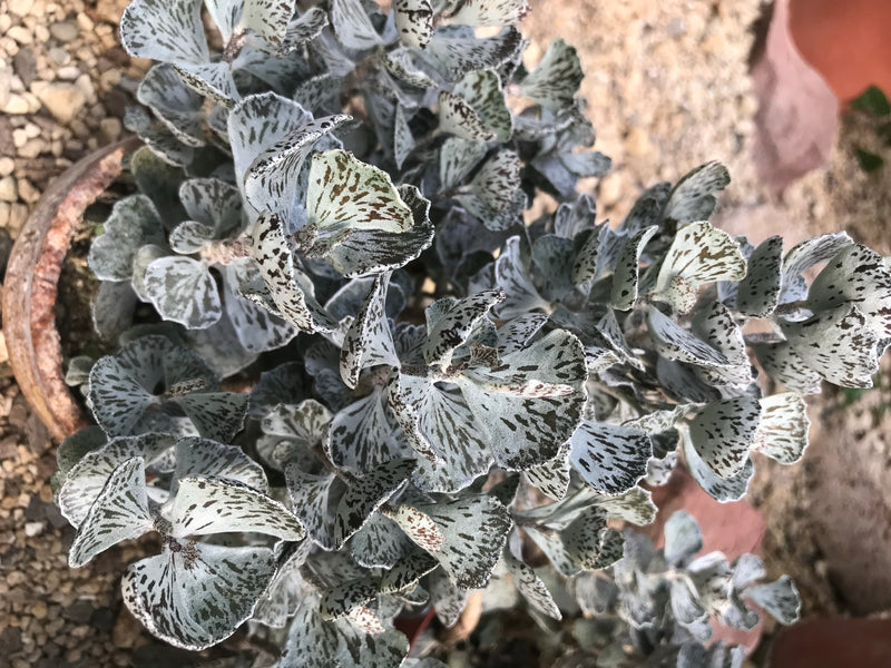 Rauten-Kalanchoe — foto 2 van 2