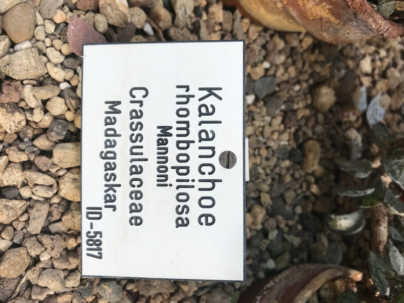 Rauten-Kalanchoe — foto 1 van 2